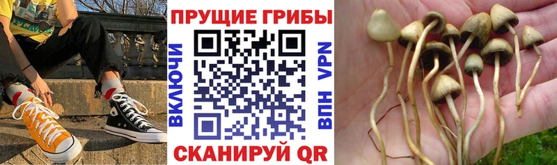 Купить где  Геленджик  Псилоцибиновые грибы MAGIC MUSHROOMS 